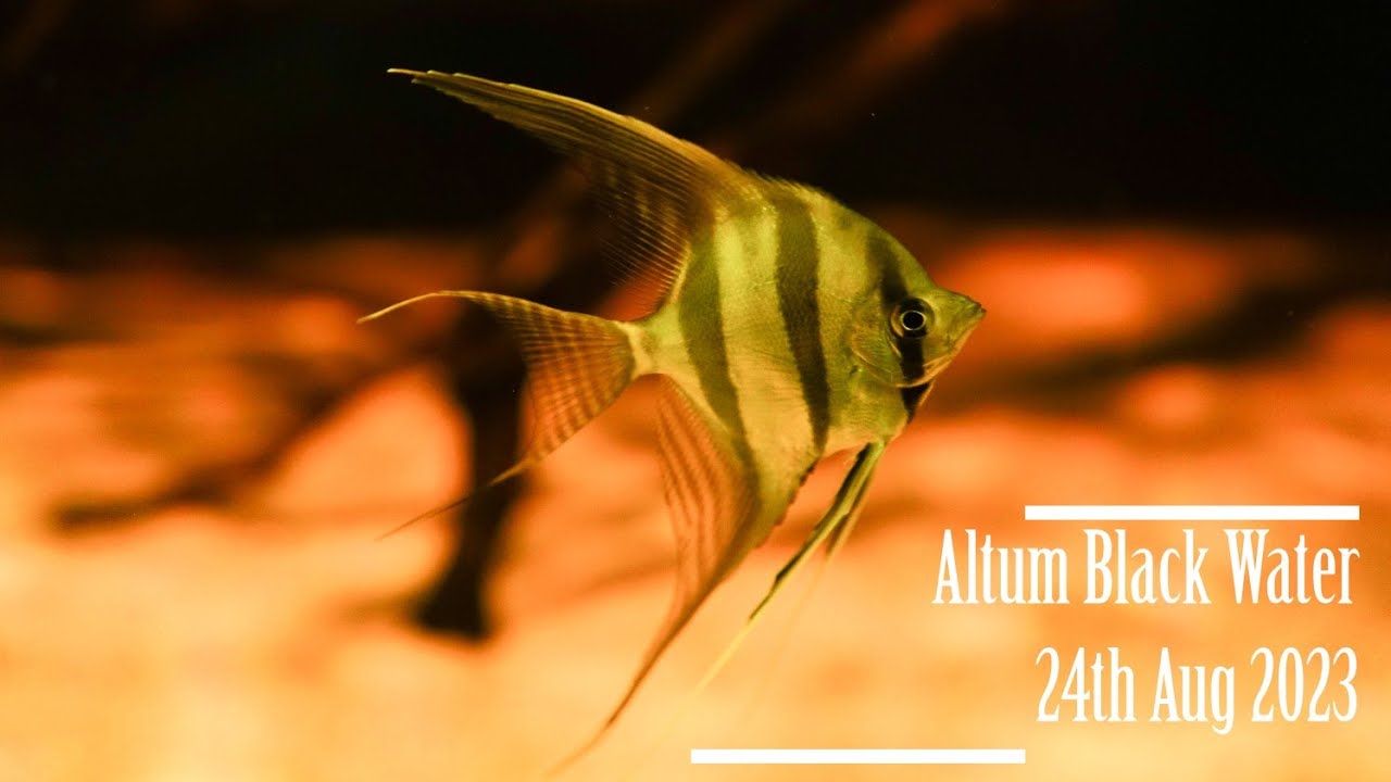 Altum Atabapo 24th Aug 2023