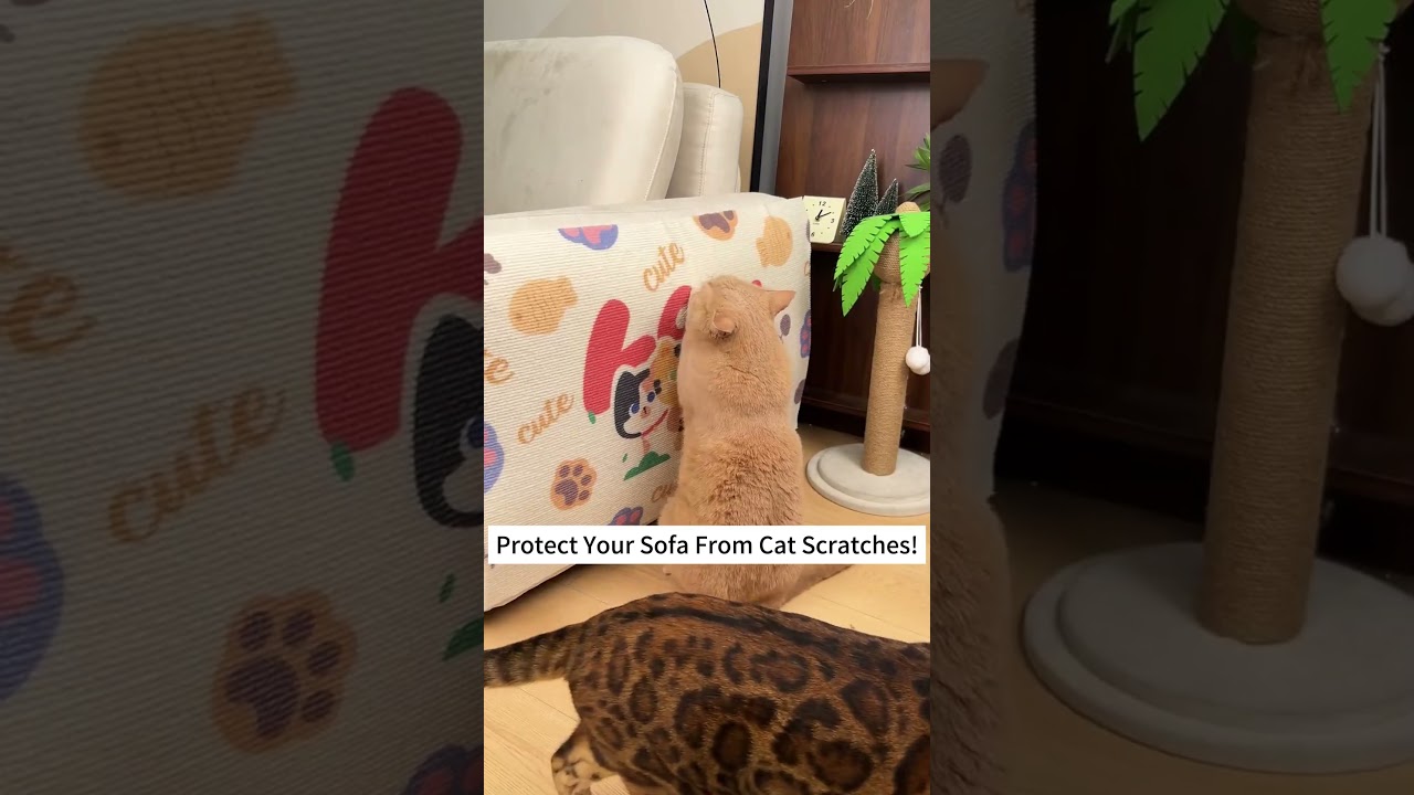The Ultimate Sofa Saver! Protect Your Couch from Cat Scratches #cat