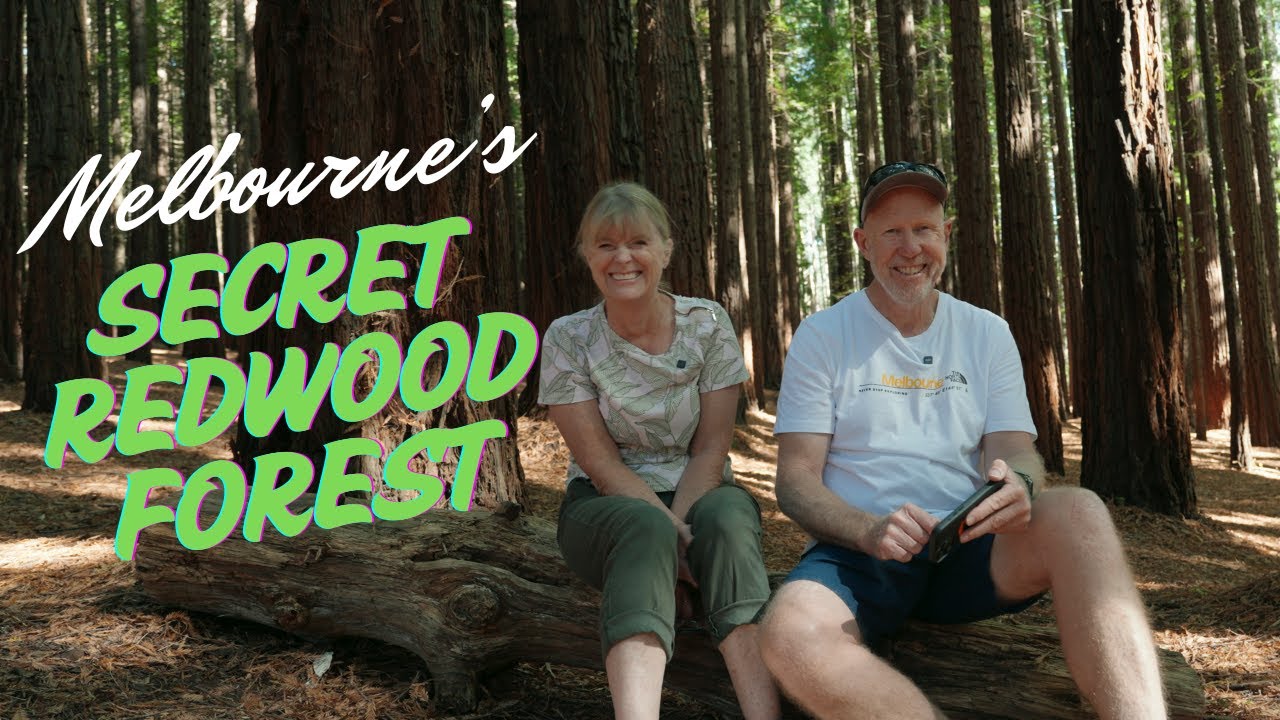 This Magical Redwood Forest in Australia Will Blow Your Mind!
