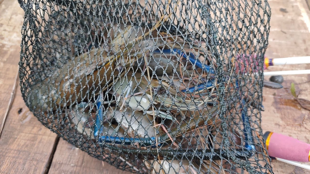 Mancing udang galah, ganasnya TARIKAN UDANG di sungai ini bikin sesak nafas
