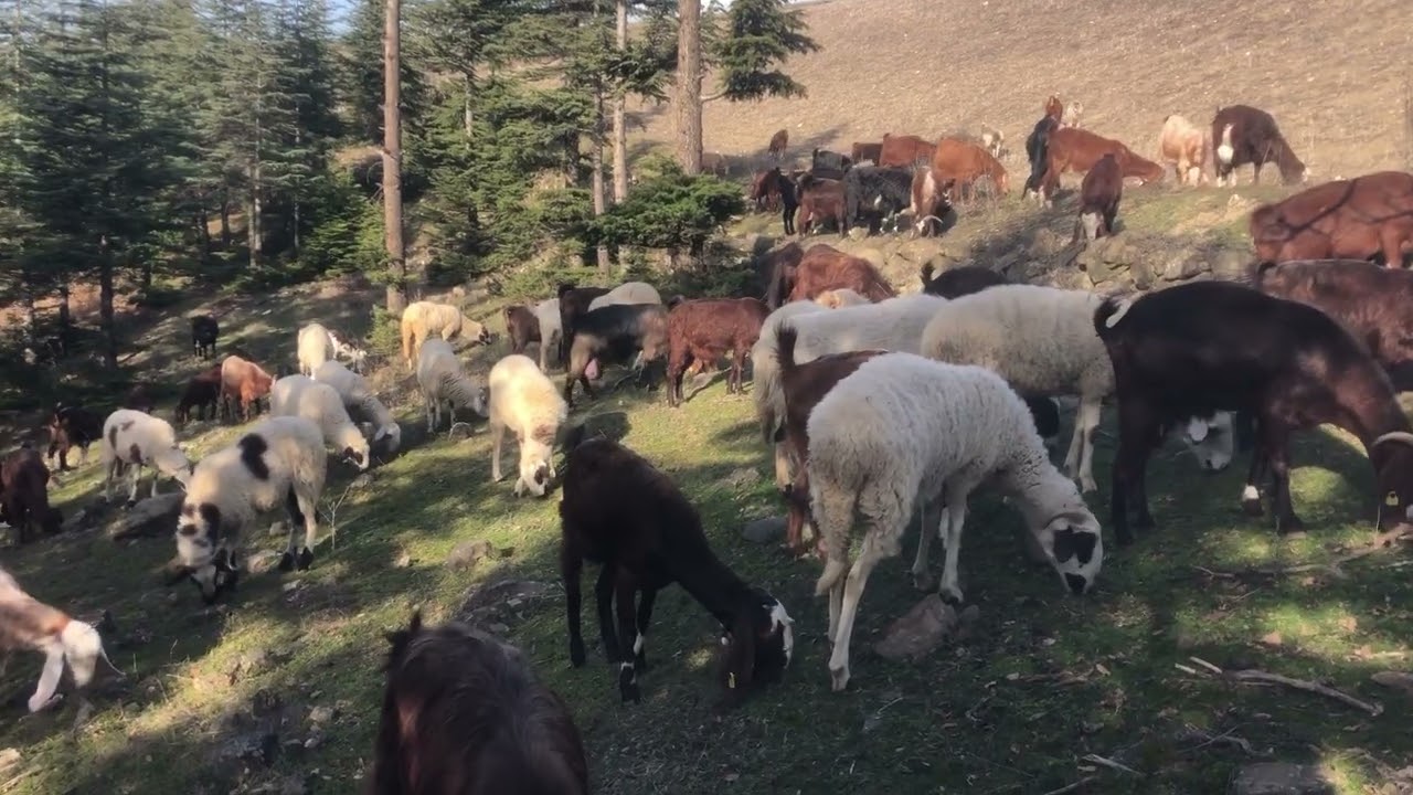 Köy kenarında  keçileri otlatıyorum 