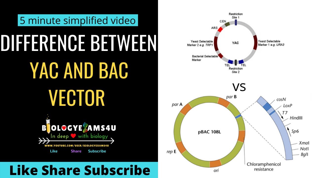 Difference Between BAC and YAC Gene Cloning Vectors ||Biologyexams4u