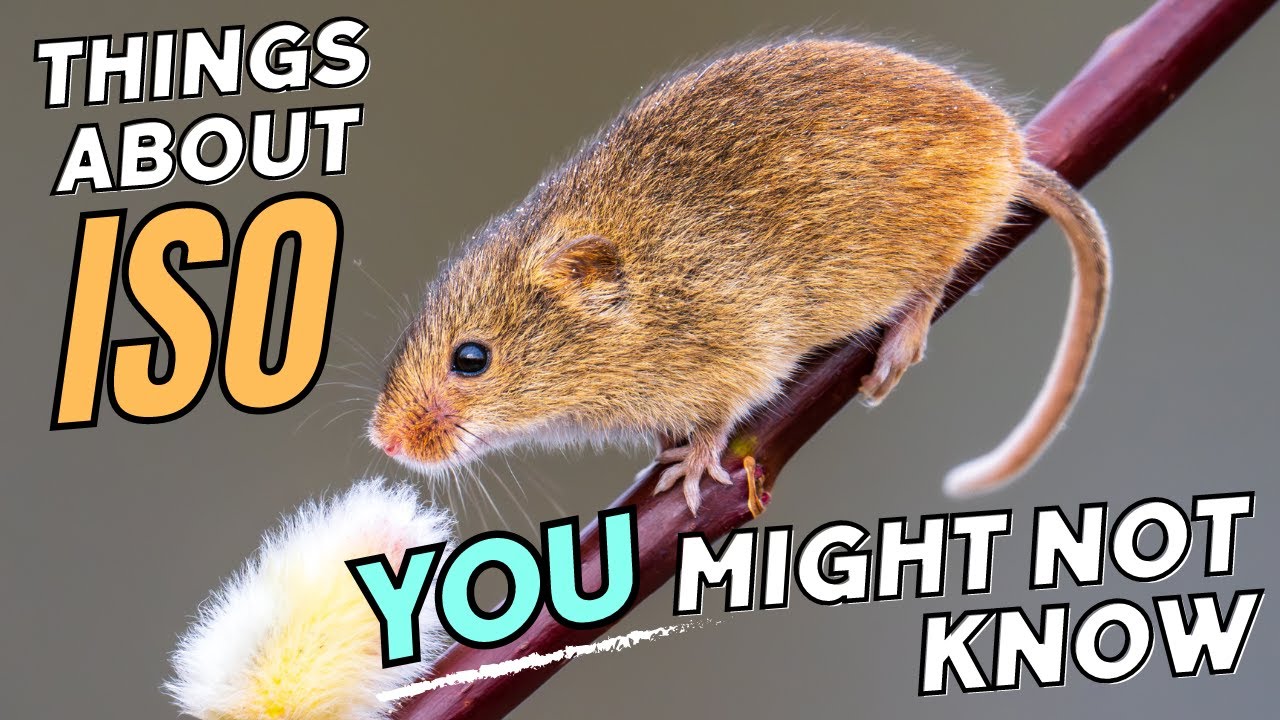 The Answer to the Number 1 Question About ISO That I Often Get!