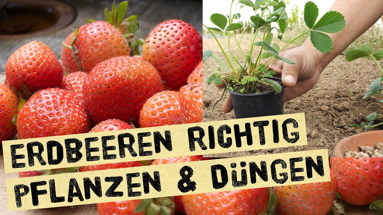 Erdbeeren in T&ouml;pfe und den Garten pflanzen und richtig d&uuml;ngen - Fehler vermeiden bei Erdbeerpflanzen
