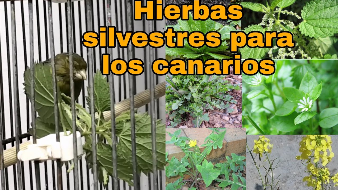 Hierbas silvestres que pueden comer los canarios