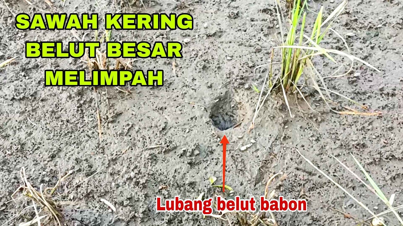 YANG DITUNGGU TUNGGU..!! Sawah mengering sudah pasti dapatnya besar semua