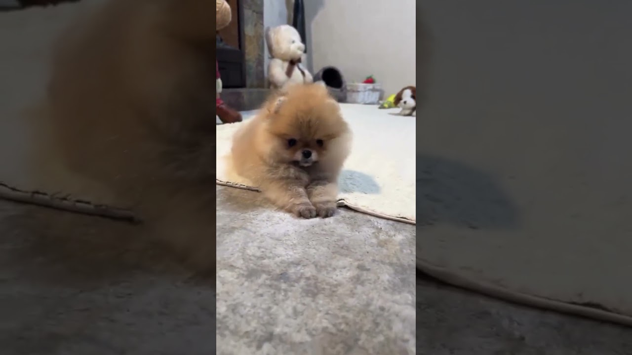 Pomeranian Pomeranian baby silly puppy cute dog