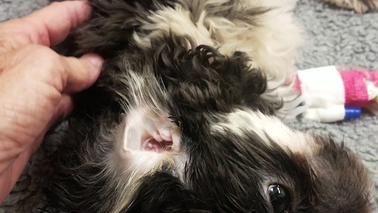 Lily's Surgery
