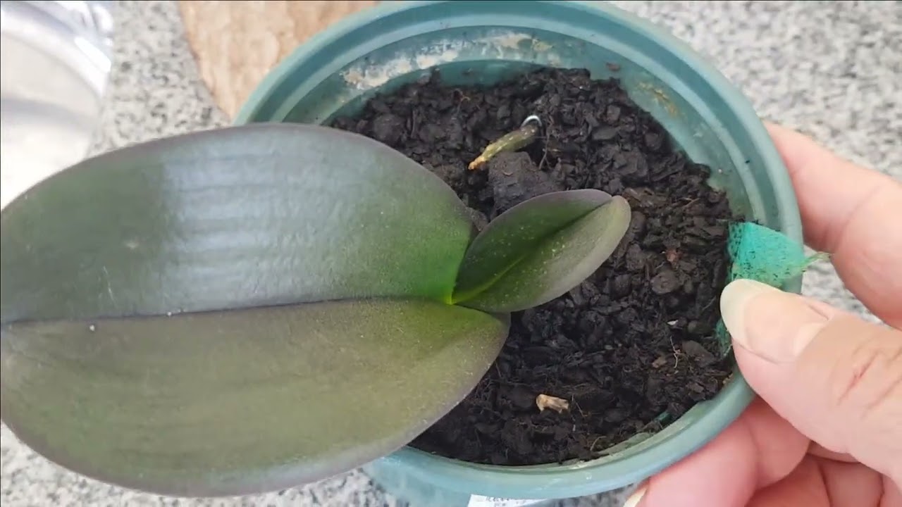 Orquídea em terra orgânica sucesso no improvável