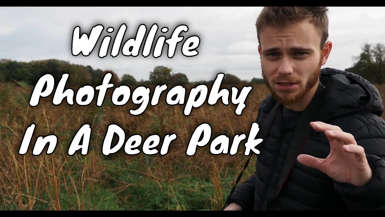 Trying (not trying) to avoid deer in BUSHY PARK | Wildlife photography