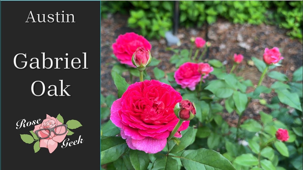 🌹 Gabriel Oak / AUSmov / David Austin Roses / 8a