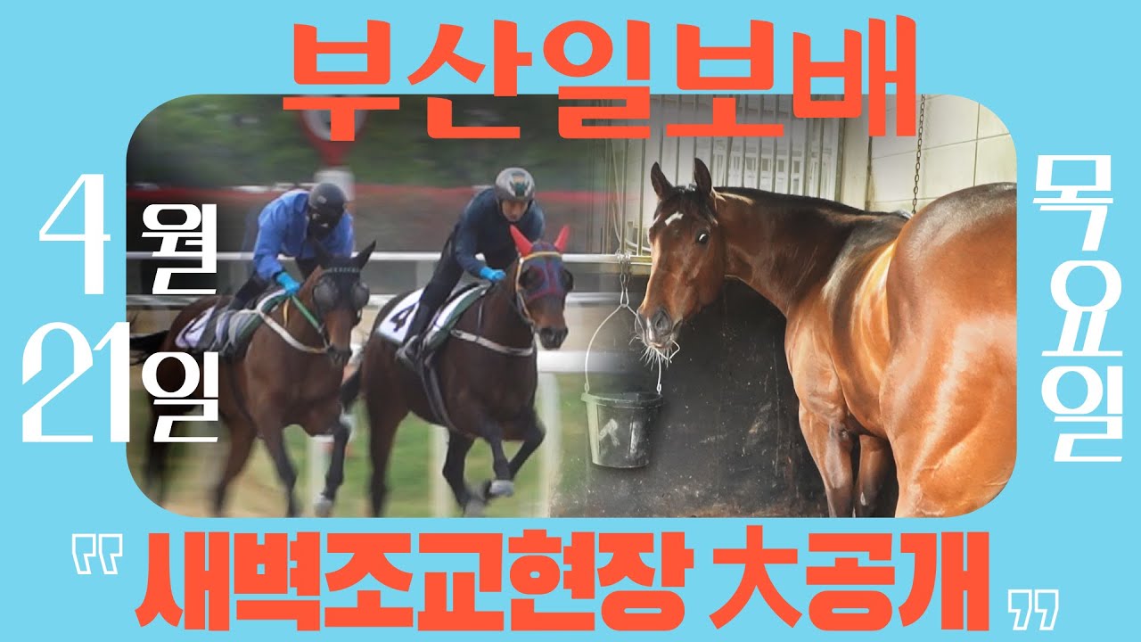 [부산일보배] 새벽조교 현장 리포트