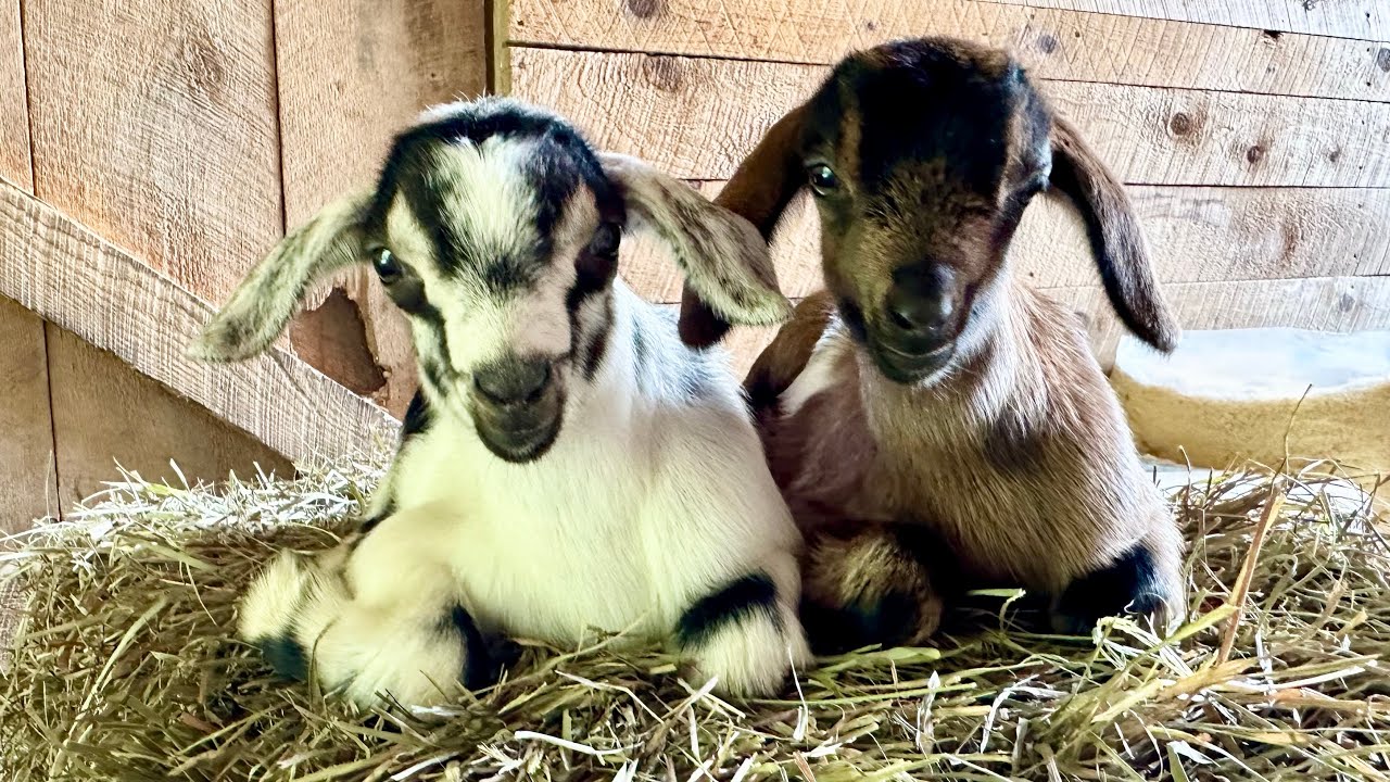 Seven sweet & sassy goat kids playtime!