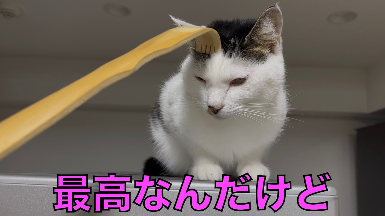 保護猫ナターシャの546日目：好きなものが重なると最強