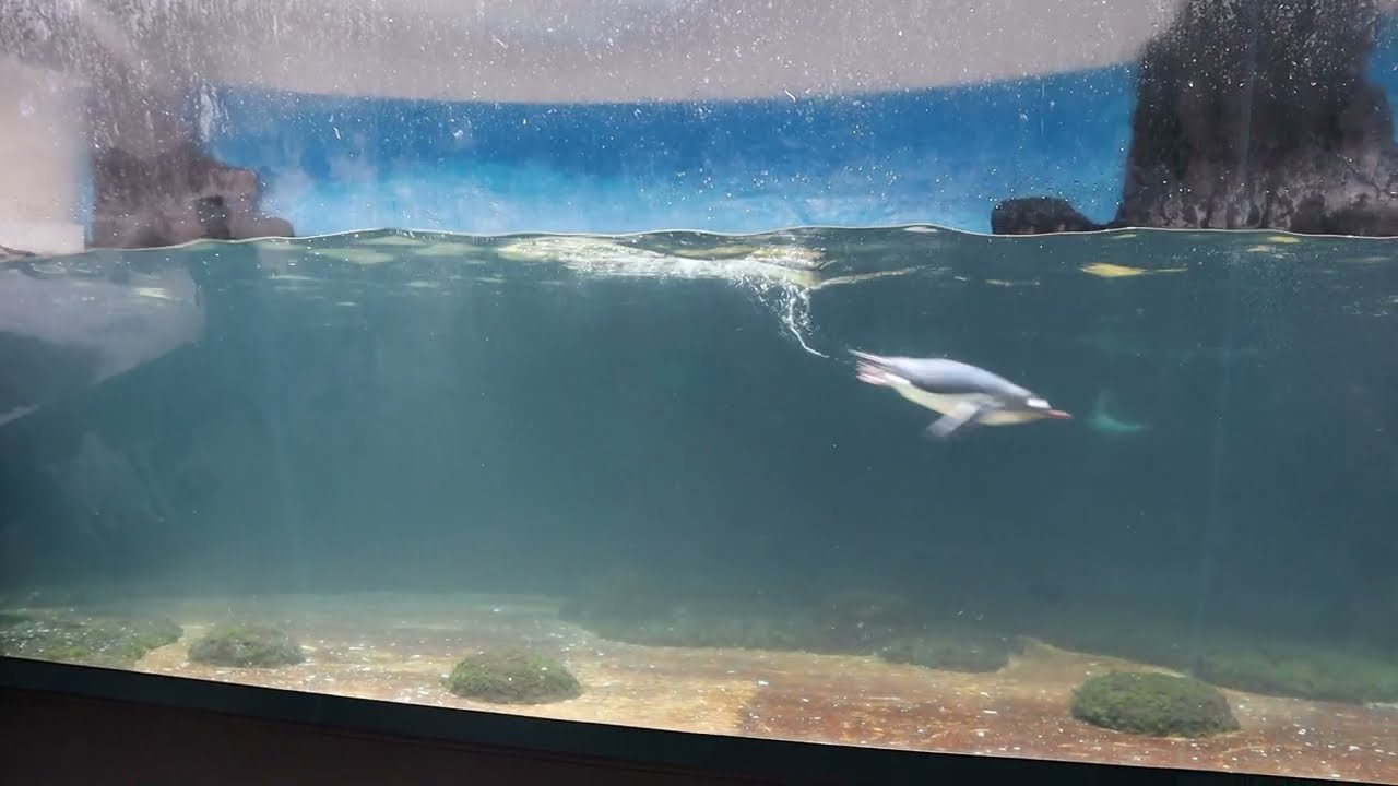 Very active penguins swimming
