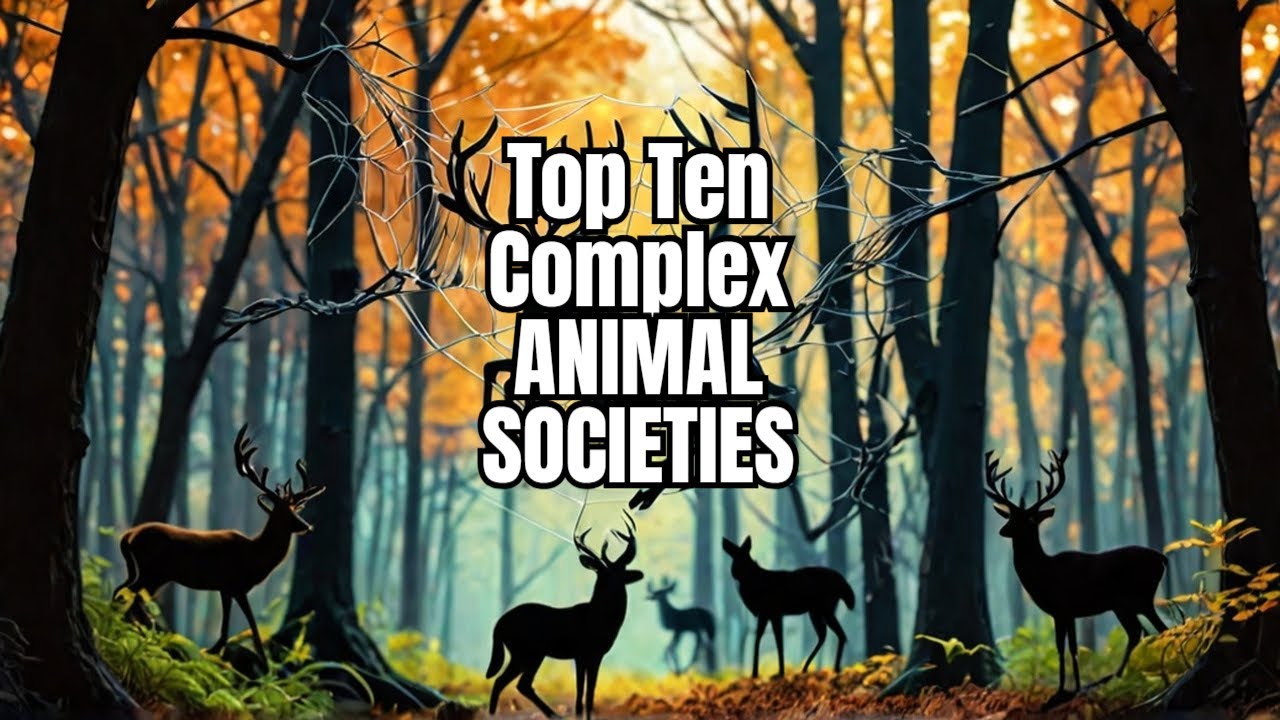 Top Ten Animals with the Most Complex Social Hierarchies