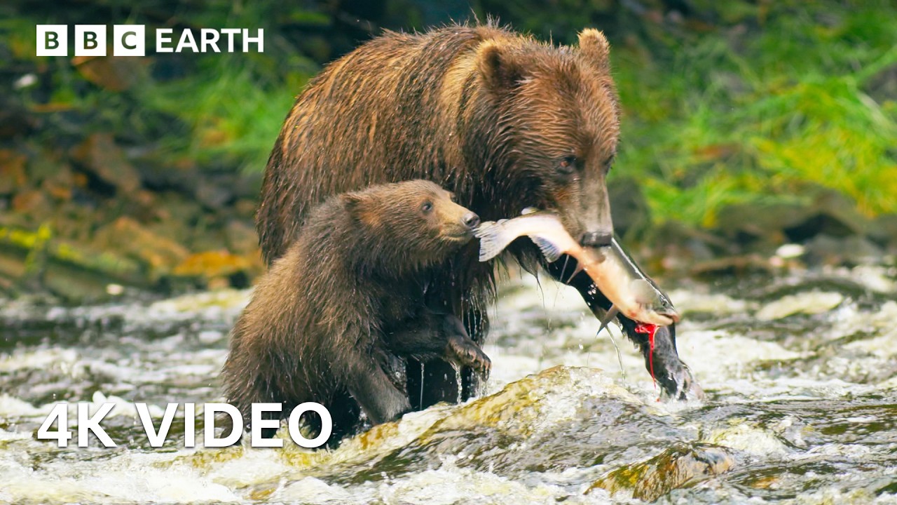 Медвежонок в бушующих порогах | 4K UHD | BBC Earth