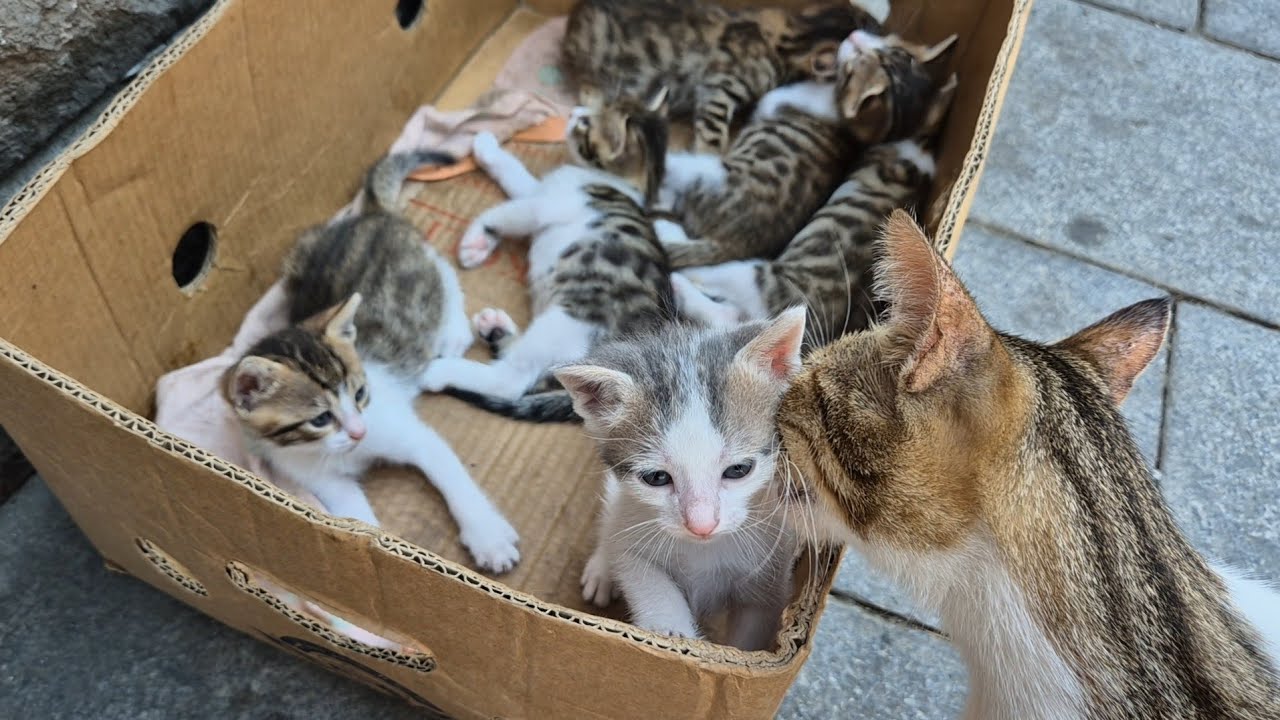 The mother cat loves her kittens so much that she gets excited when she sees them.