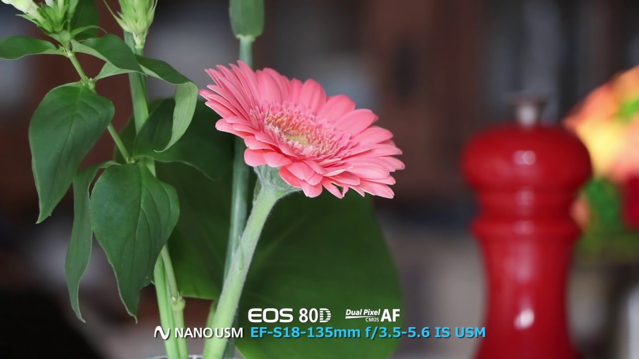 Canon EOS 80D- Dual Pixel CMOS AF