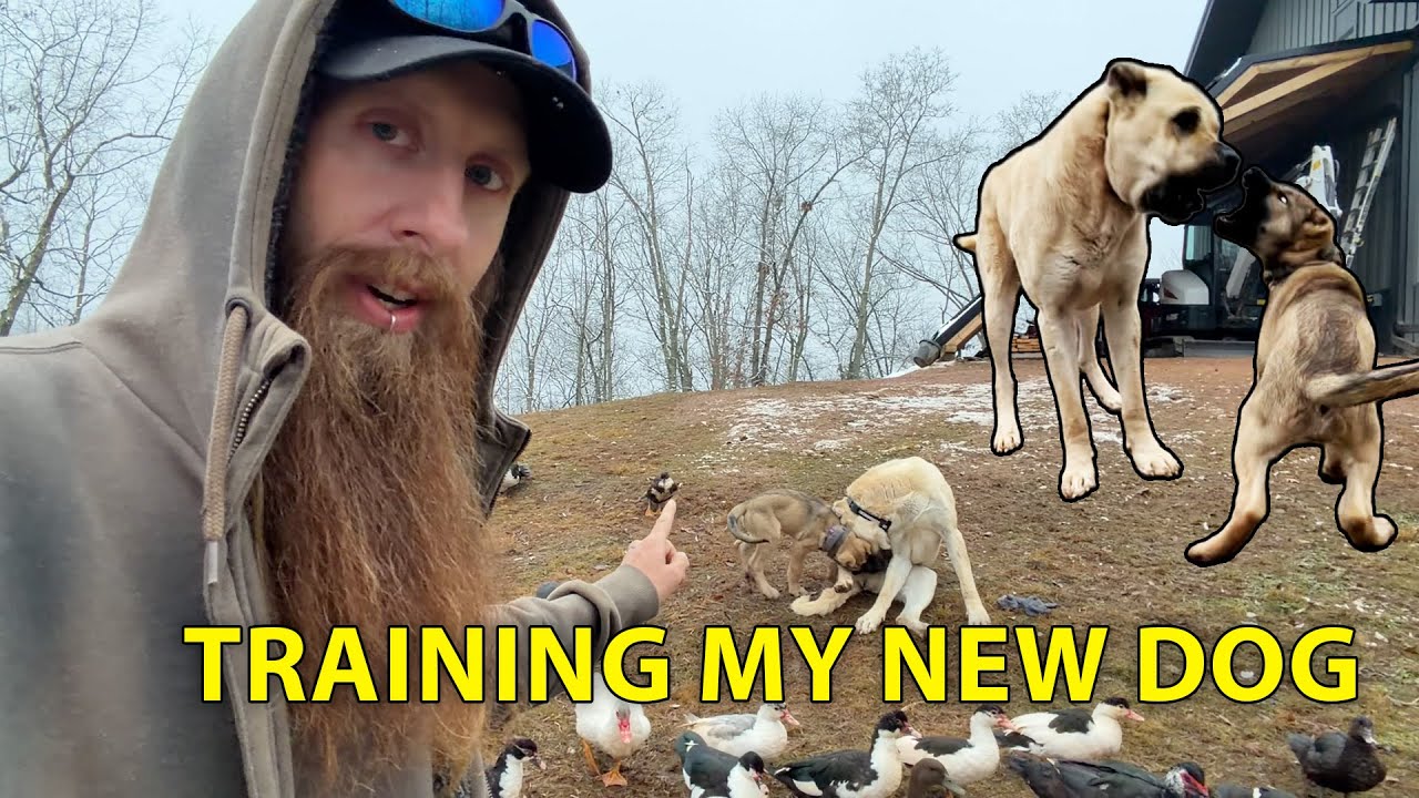 Training, playing and socializing with Aryah! #narrowayhomestead #aryahdog #puppy #dogtraining #boz