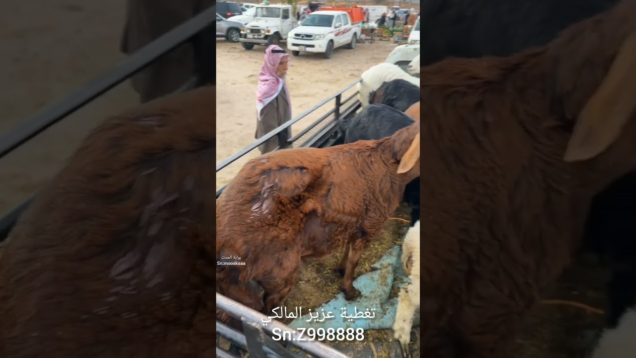 ‏تغطية سوق الخميس الشعبي ‏بصيادة ⁧‫بني مالك‬⁩ ‏ليوم الخميس ٢٦ رجب ١٤٤٧هـ الموافق ١٥ يناير ٢٠٢٦م