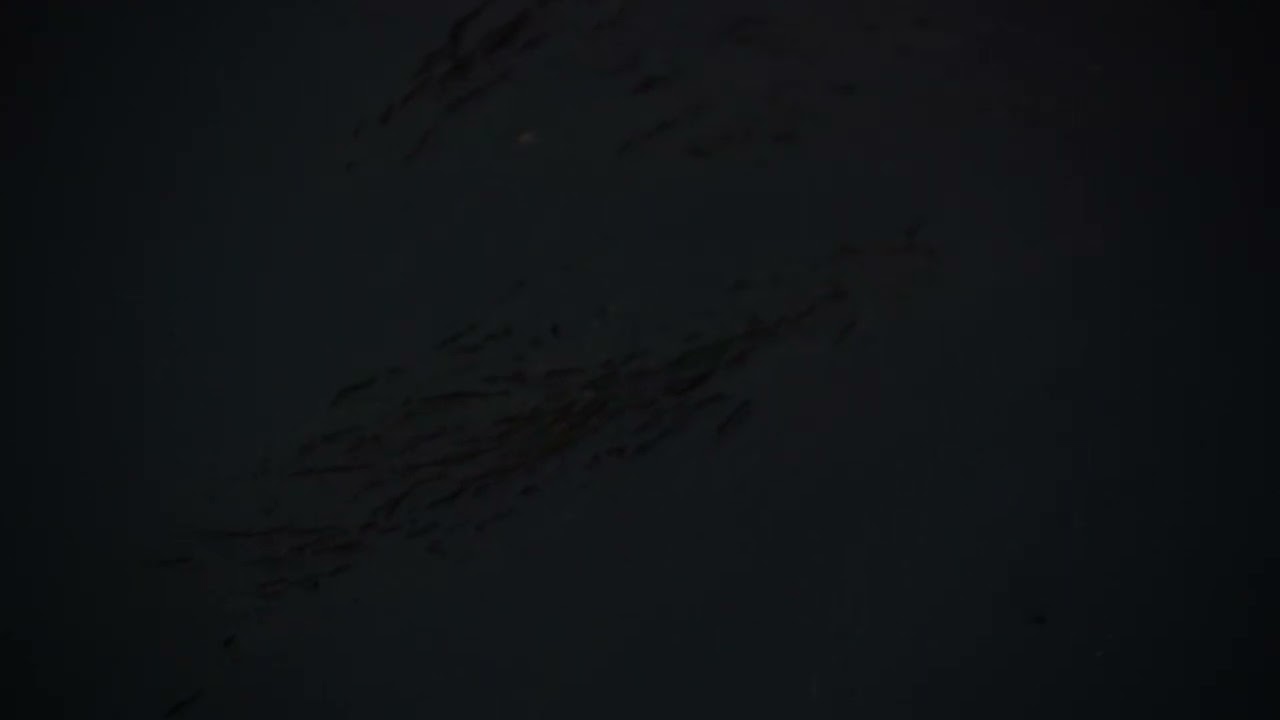 Miss Underwater