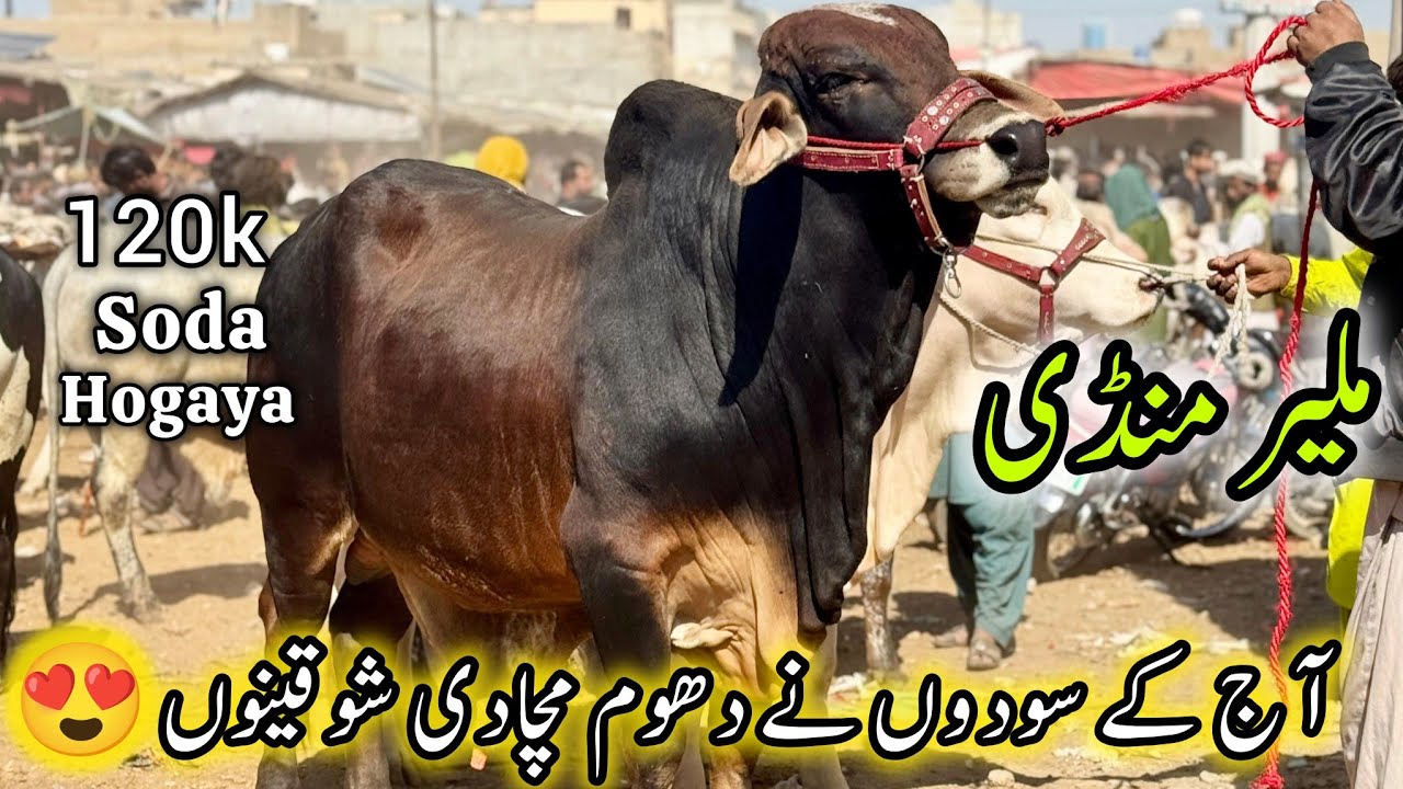 Malir Cow Mandi Karachi Cattle Latest Rates Update | 27 January 2026 | Cow Mandi Karachi.  