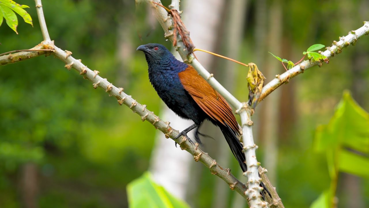 STUNNING GREATER COUCAL