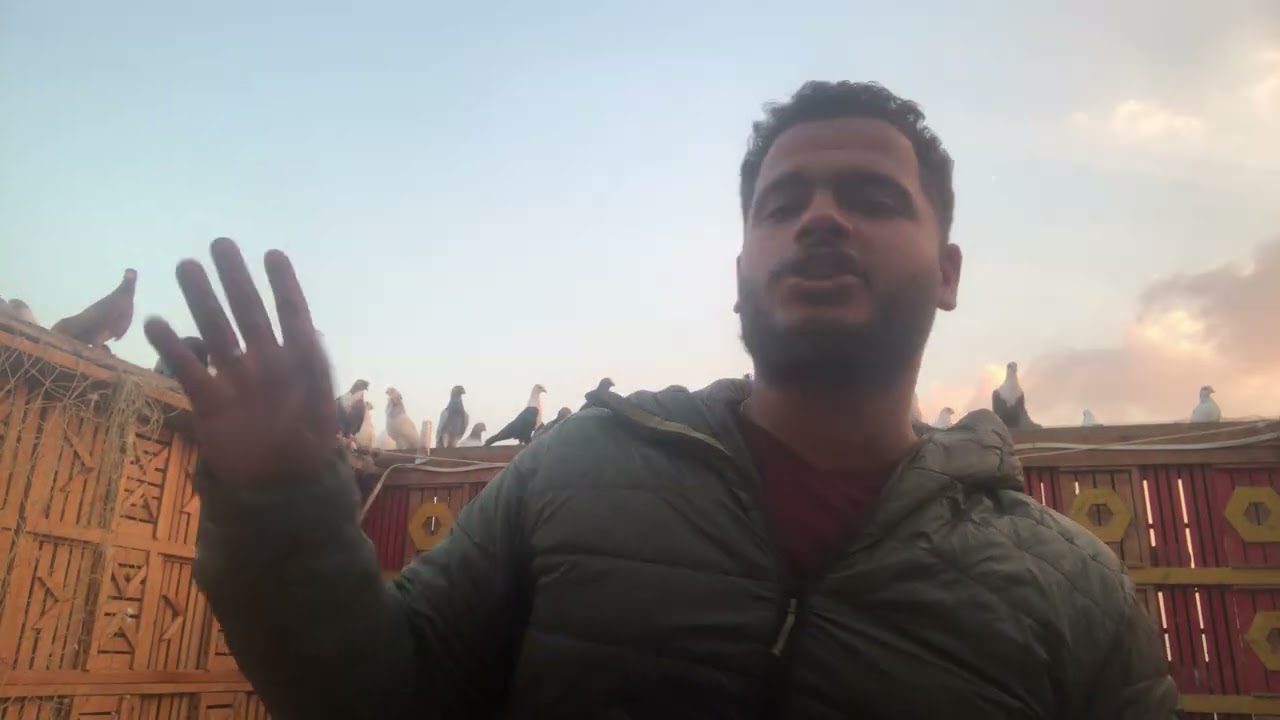 موسم خير ع الجميع شمس الحمام وبلاش استعجال ✌️#محمود_اوزعه