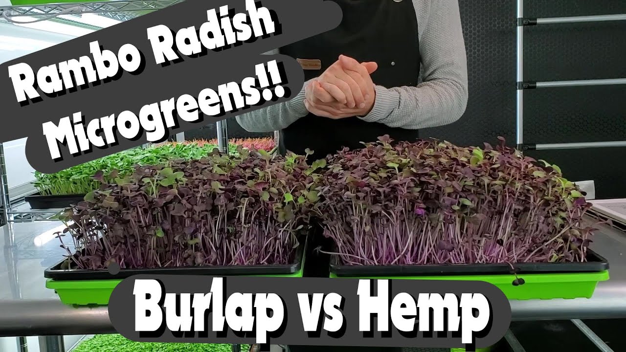 Rambo Radish Microgreens - Hemp vs Burlap - Hydroponics - On The Grow
