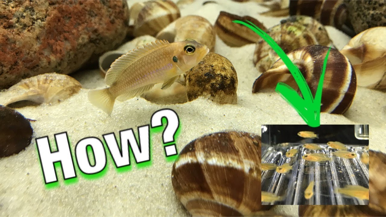 How to Remove Shell Dweller Cichlid Fry #Cichlids #ShellDwellers #FishFam