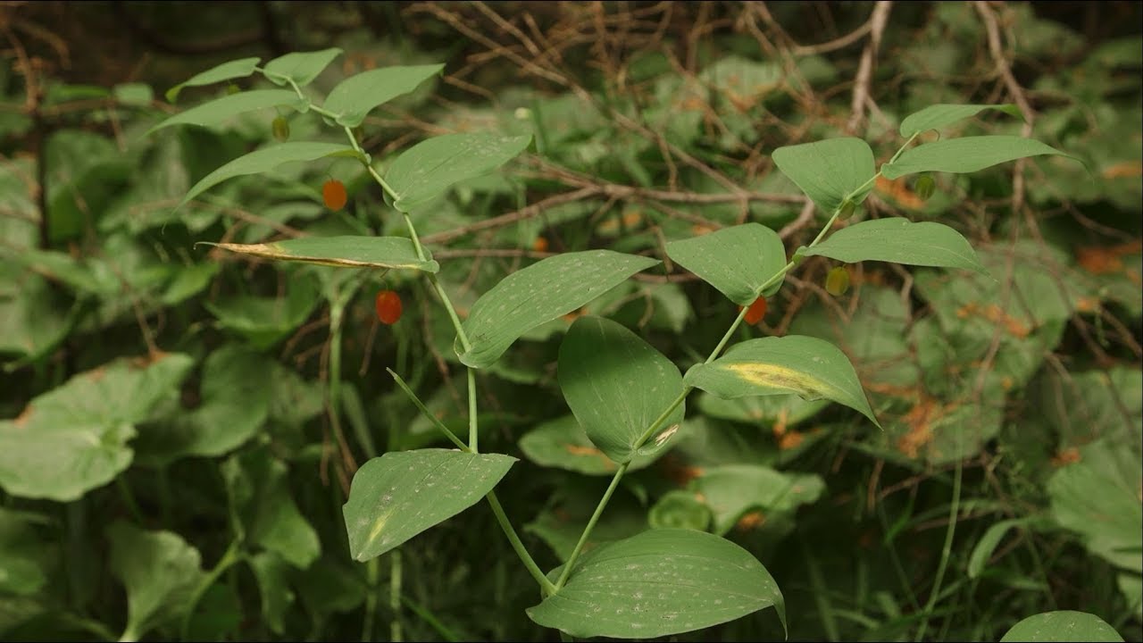 Стрептопус амплексифолиус (Streptopus amplexifolius). Идентификация и характеристики.