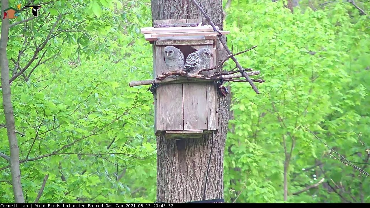 Elder Owlet 