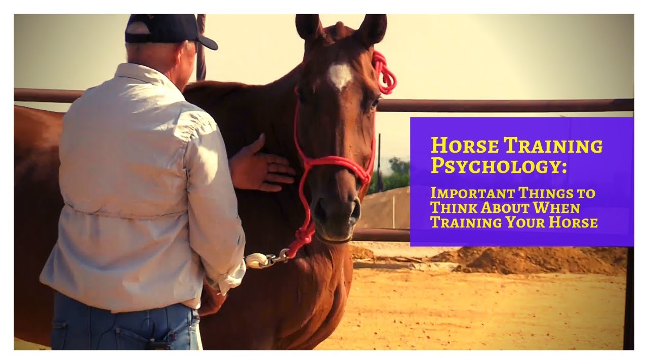 Important Psychology Behind Horse Training