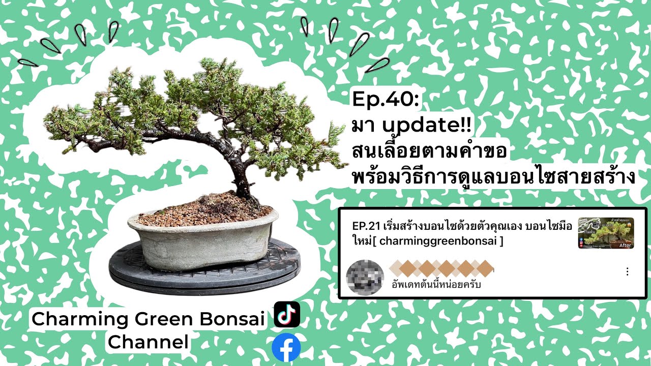 Ep.40 update สนเลี้อยตามคำขอ พร้อมวิธีการดูแลบอนไซสายสร้าง