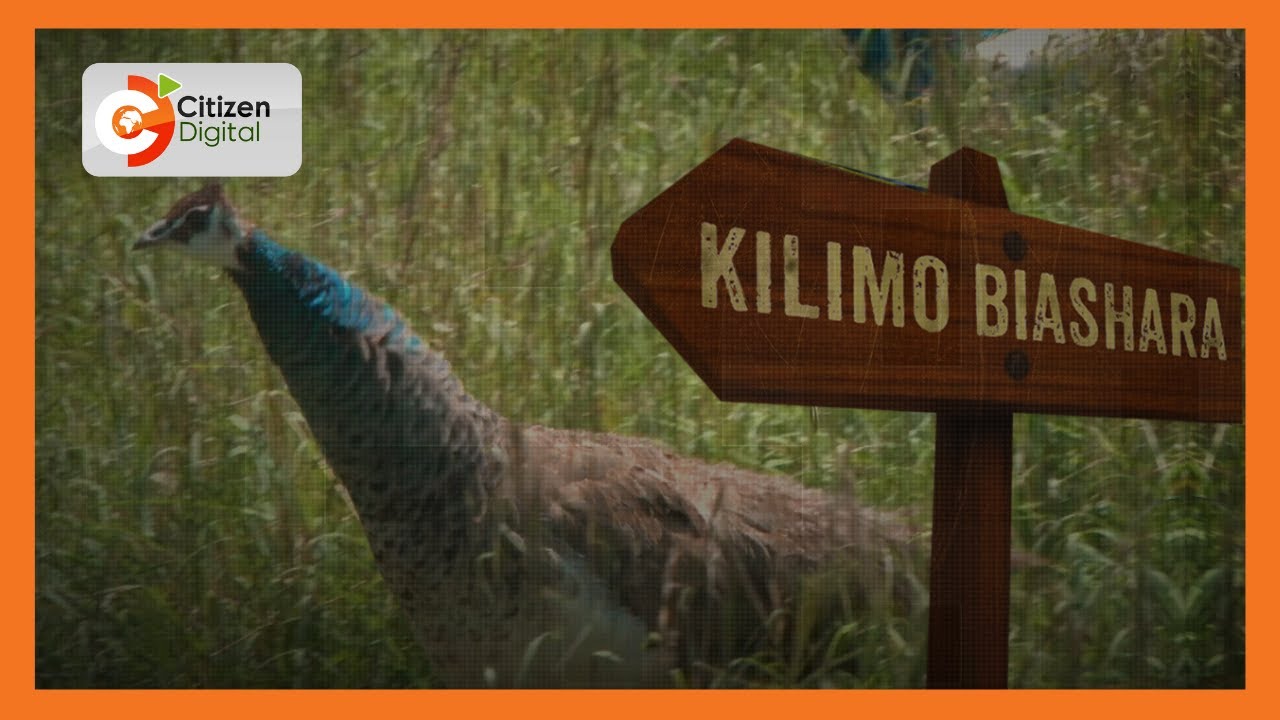 | KILIMO BIASHARA |  Ufugaji wa ndege wa mapambo