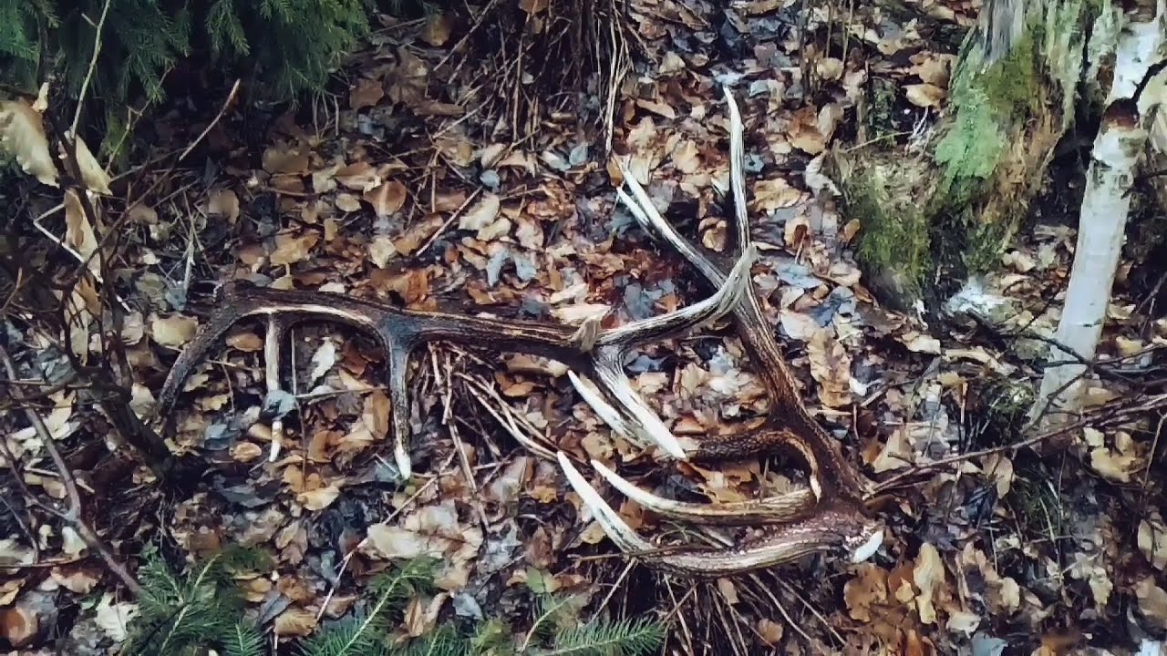 Zhody - 14torak pára zhodená vedľa seba pri ceste zrzuty coarne de cerb deerantlers  corna di cervo