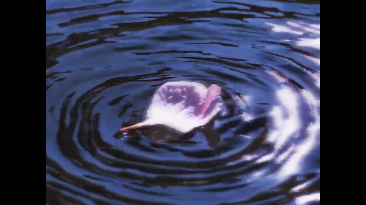 matsune hiku - nights without you