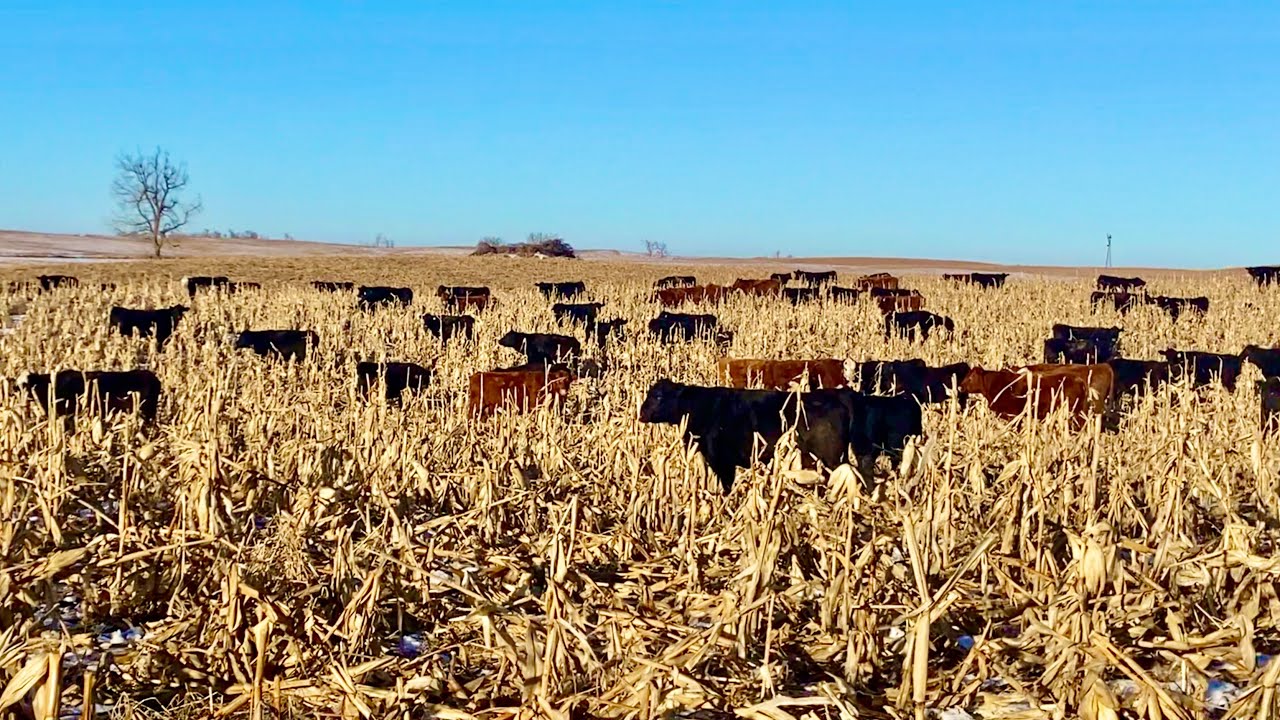 The Cows Got Into The CORN!! (Neighbors are PISSED!)