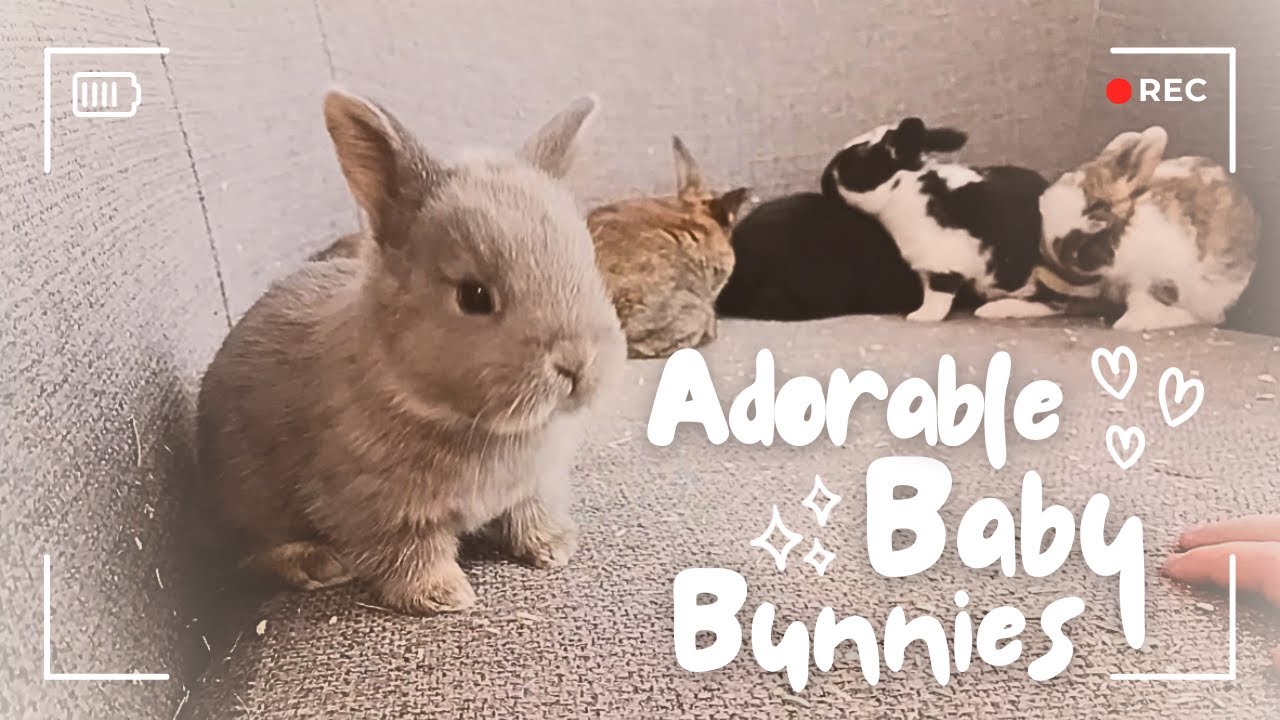 Adorable Baby Bunnies Leave Their Nest for the FIRST TIME!!  | Don't miss this Heartwarming moment!
