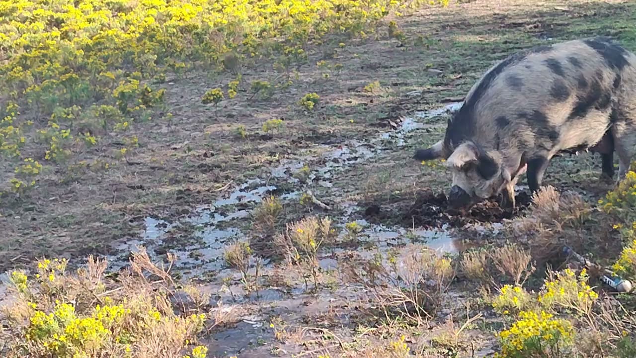 PigPig's first day 2
