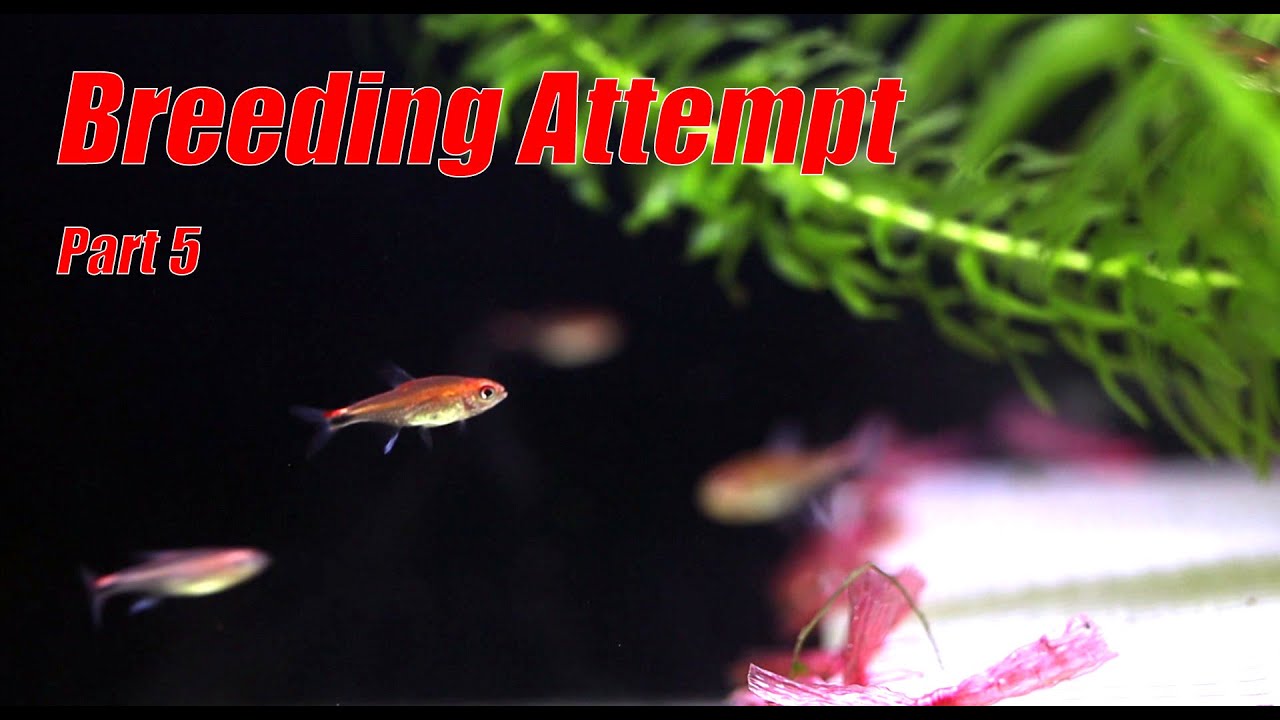 Ruby Tetra Breeding Attempt- Misapplication of the online tutorial?