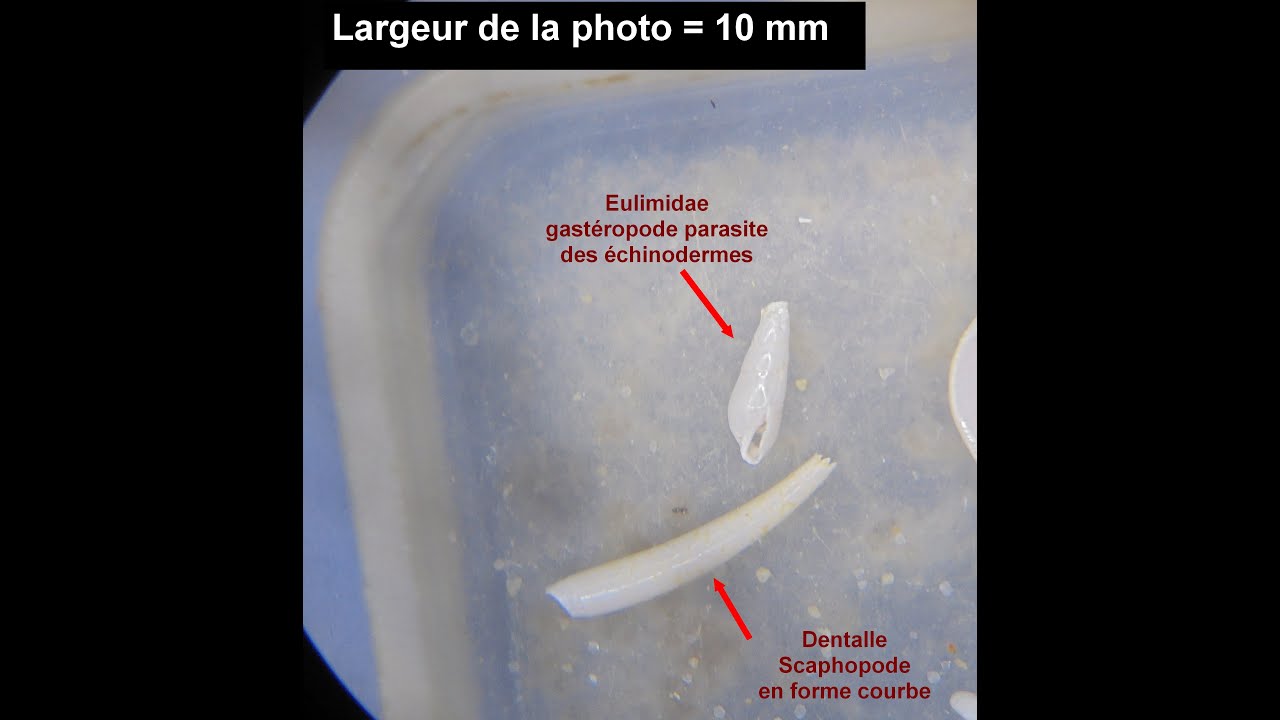 Tri de micros fossiles du Guepelle site du Bartonien aujourd'hui protégé