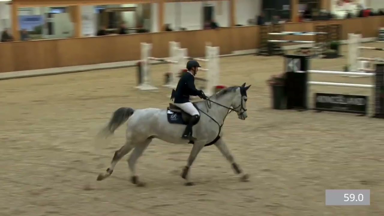 Clooney, Jumper for sale, Riesenbeck Indoor