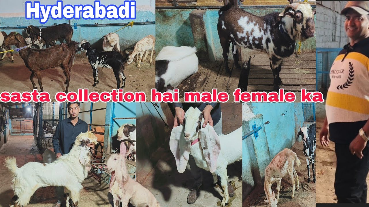 Sasta collection hai aaj Mr Nizam goat farm per Hyderabadi..Rajasthani male female available in hy