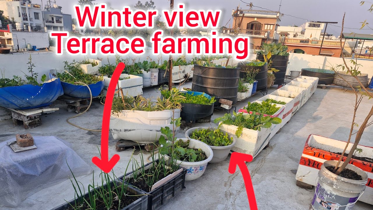 Our Terrace view this winter!#wintergardening #gardening #terracegarden