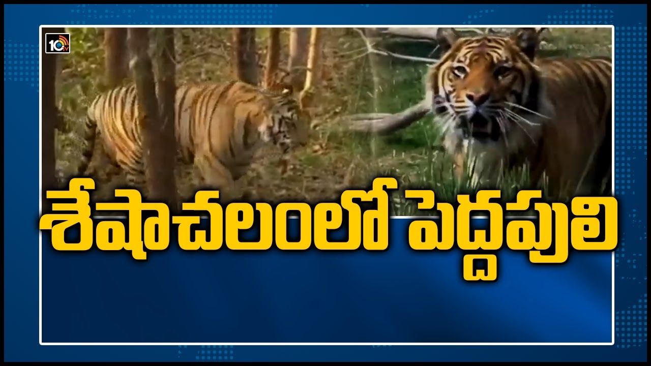 శేషాచలంలో పెద్దపులి | Tiger Footprint Caught On Camera | Seshachalam Forest | 10TV News