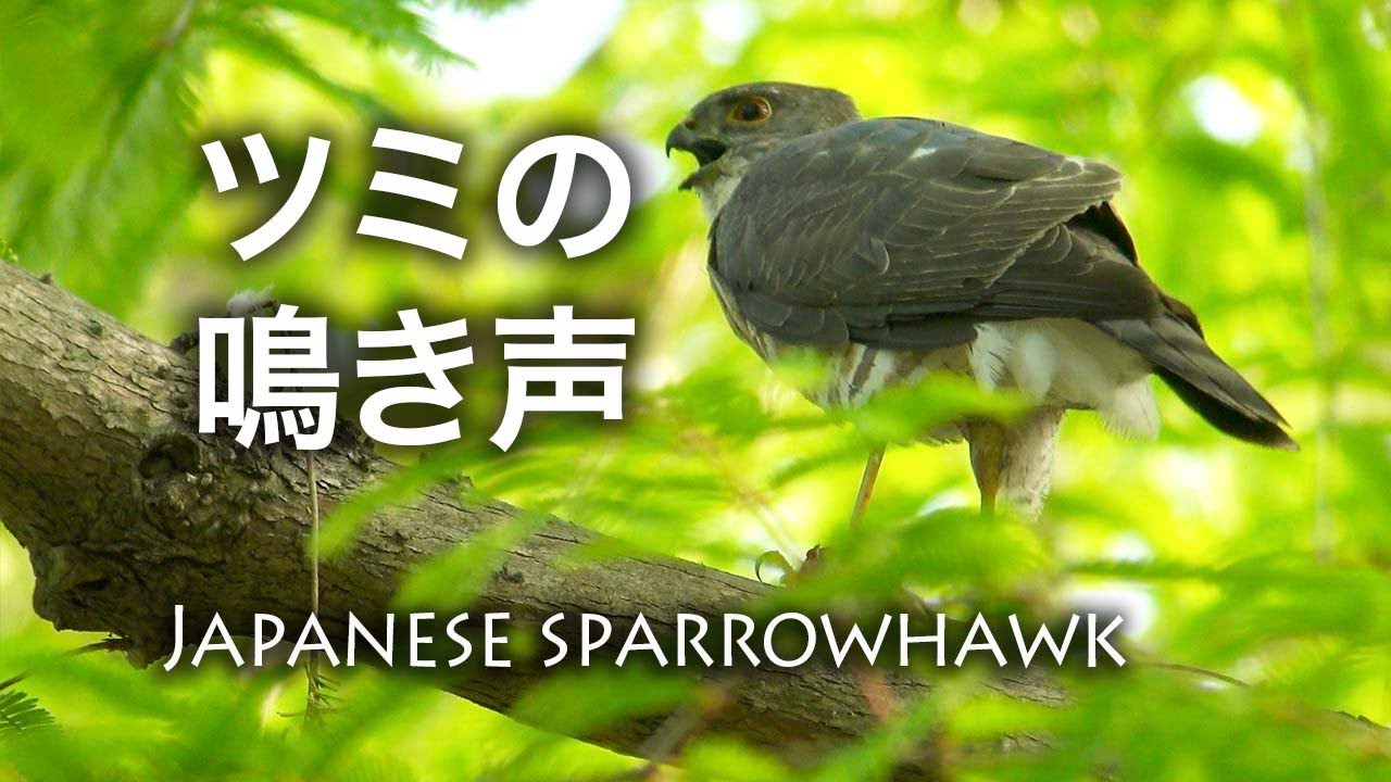 【野鳥動画】ツミの鳴き声 / Japanese sparrowhawk