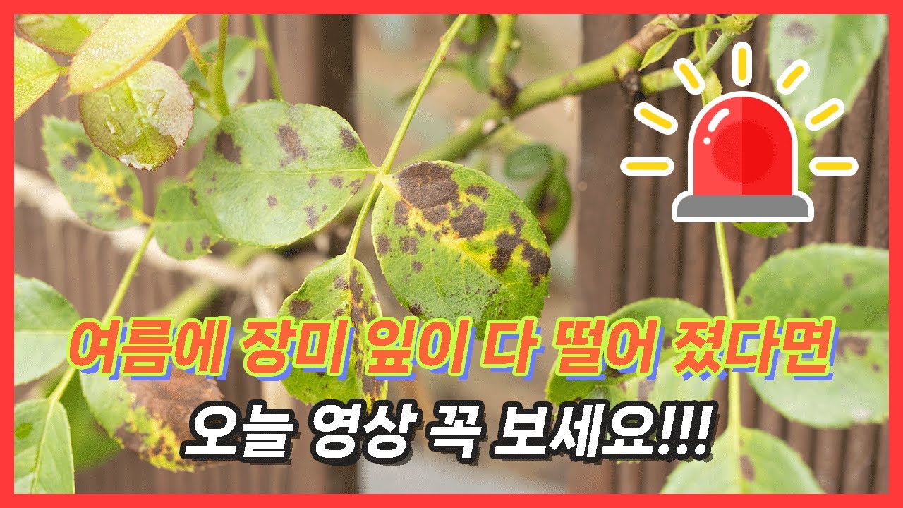 장미 잎이 병들어 다 떨어진다면 꼭 보세요! | 흑점병 | 흑반병 | 장미 병 관리 | 상태 별 관리 방법