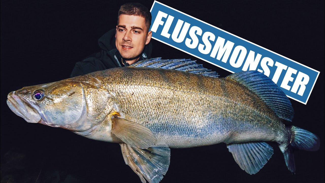 MONSTER - ZANDER vom Ufer!